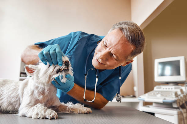 Best Holiday Emergency Dentist in Rinna, VA